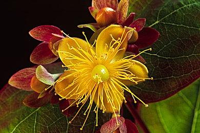 老对手回归 《泰坦之旅2》开发商介绍鱼人部队构成